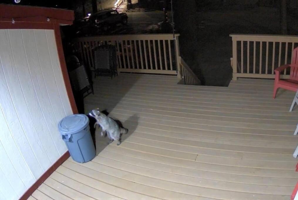 Snow Bunny Cottage, Pets Welcomed! Green Valley Lake 외부 사진